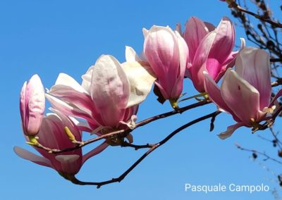 Pasquale_magnolia