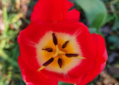 Pasquale_tulipano